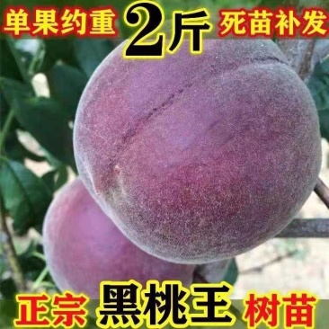 果园直发桃树苗新品种黑桃七月成熟保真品成活率