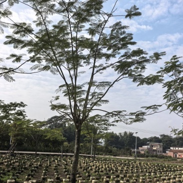 凤凰木13-14分假植苗