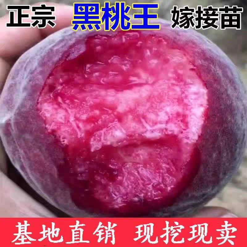 果园直发桃树苗新品种黑桃七月成熟保真品成活率