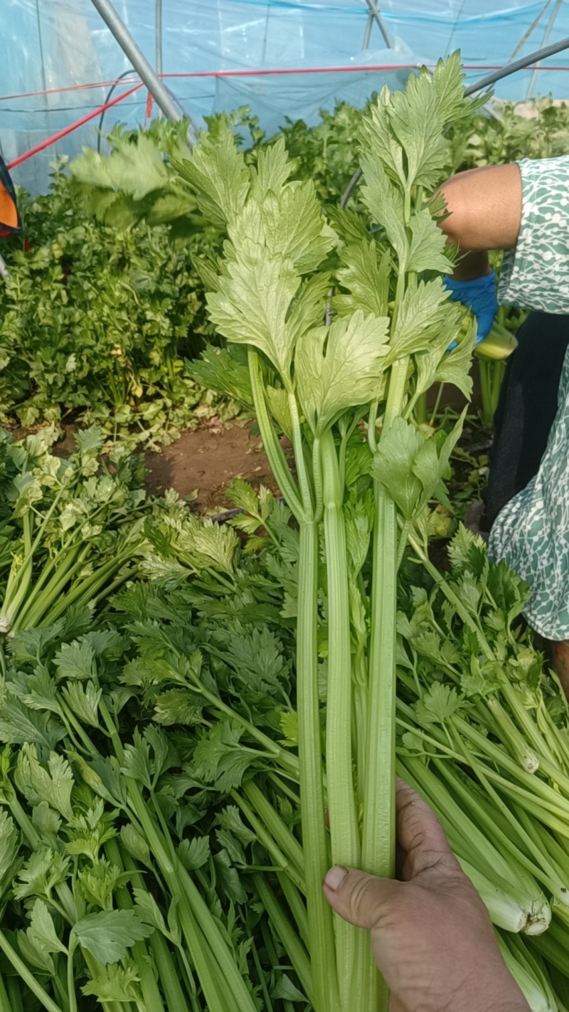 西芹
