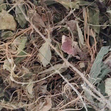 云南野生地胆草地胆头坐地姑娘草连根带叶采挖水洗晒干