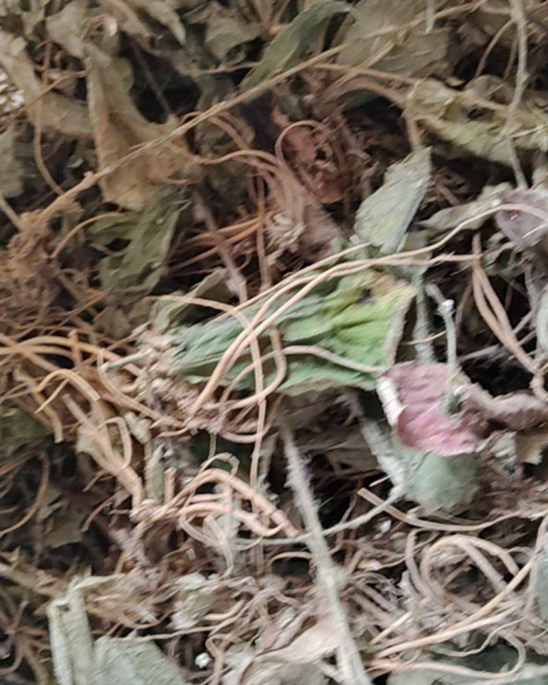 云南野生地胆草地胆头坐地姑娘草连根带叶采挖水洗晒干