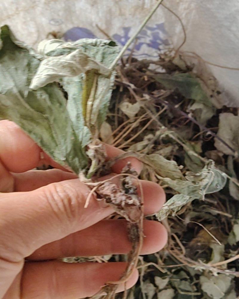 云南野生地胆草地胆头坐地姑娘草连根带叶采挖水洗晒干