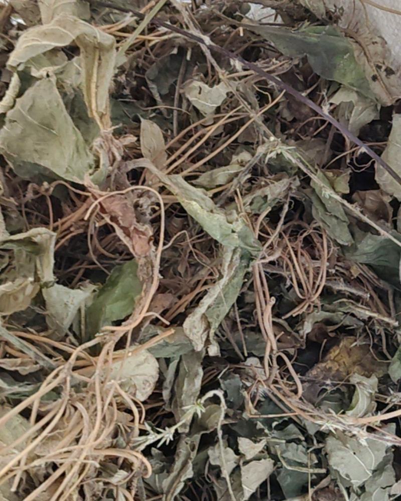 云南野生地胆草地胆头坐地姑娘草连根带叶采挖水洗晒干