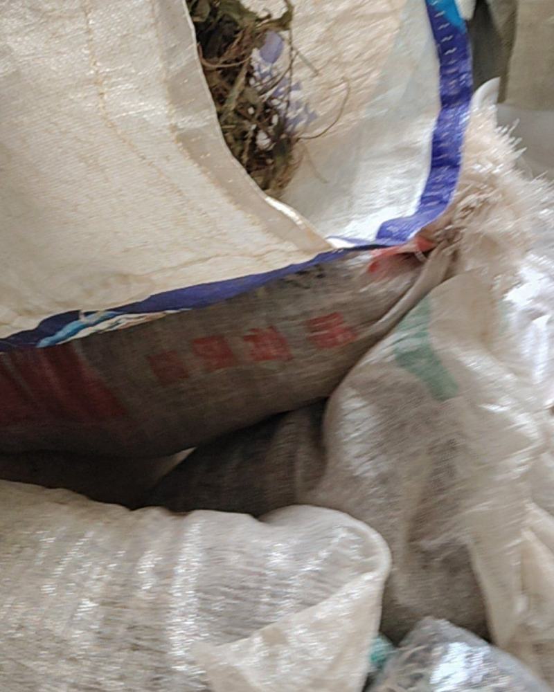 云南野生地胆草地胆头坐地姑娘草连根带叶采挖水洗晒干