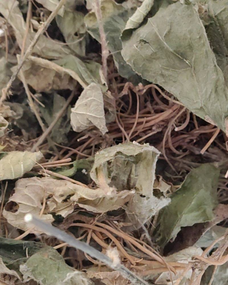云南野生地胆草地胆头坐地姑娘草连根带叶采挖水洗晒干