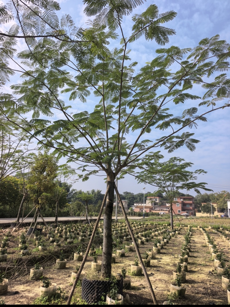 凤凰木13-14分假植苗