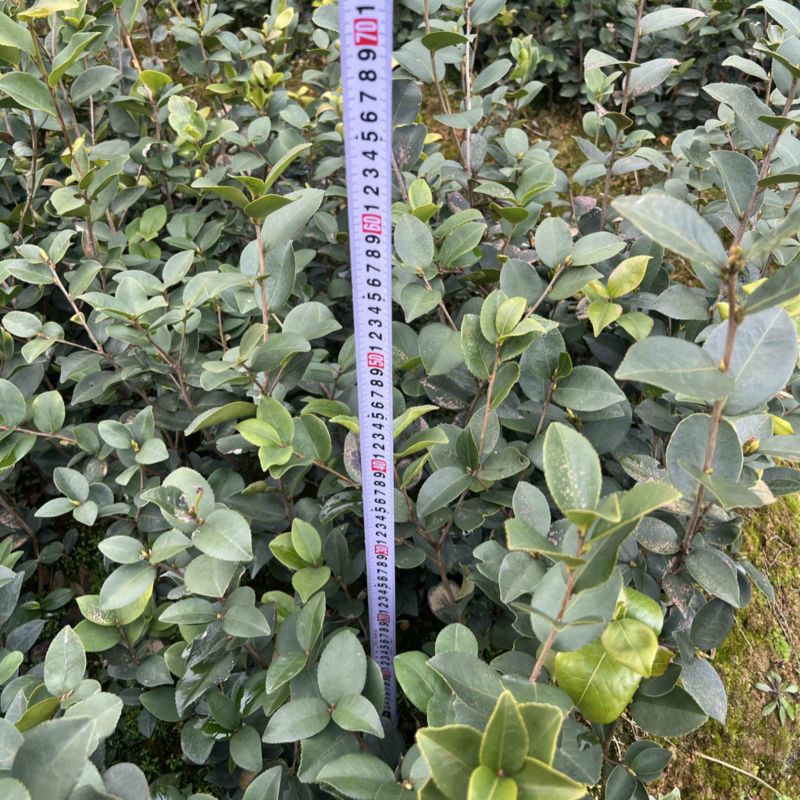 两年嫁接油茶杯苗