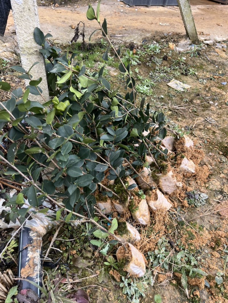 两年嫁接油茶杯苗