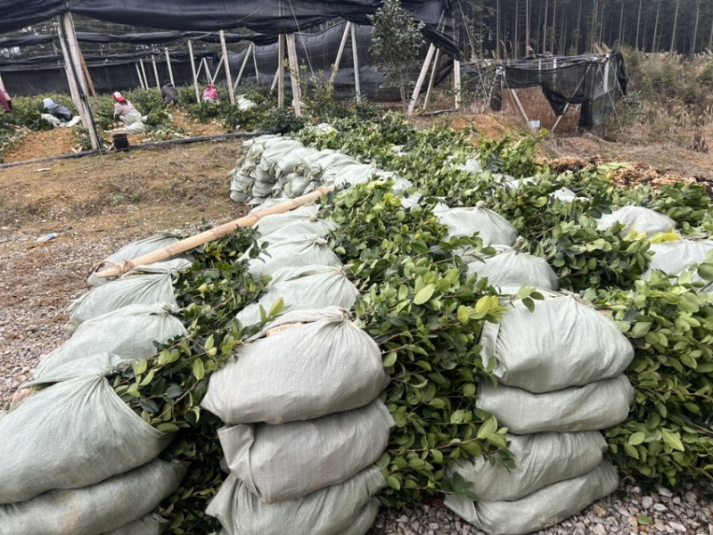 两年嫁接油茶杯苗