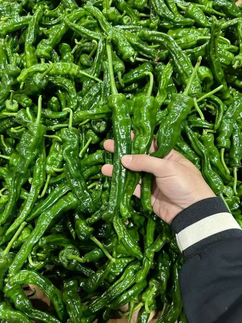 螺丝椒