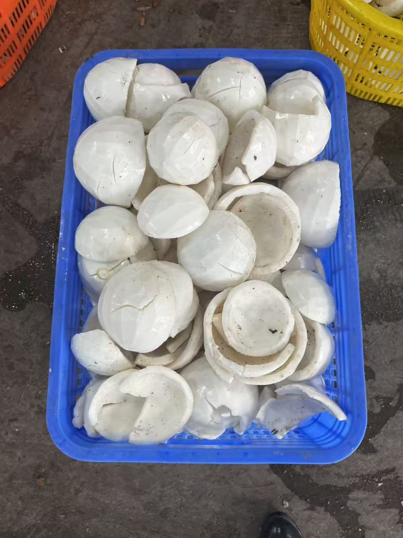 一级高品质椰子肉，海南老椰子肉，清补凉店专用