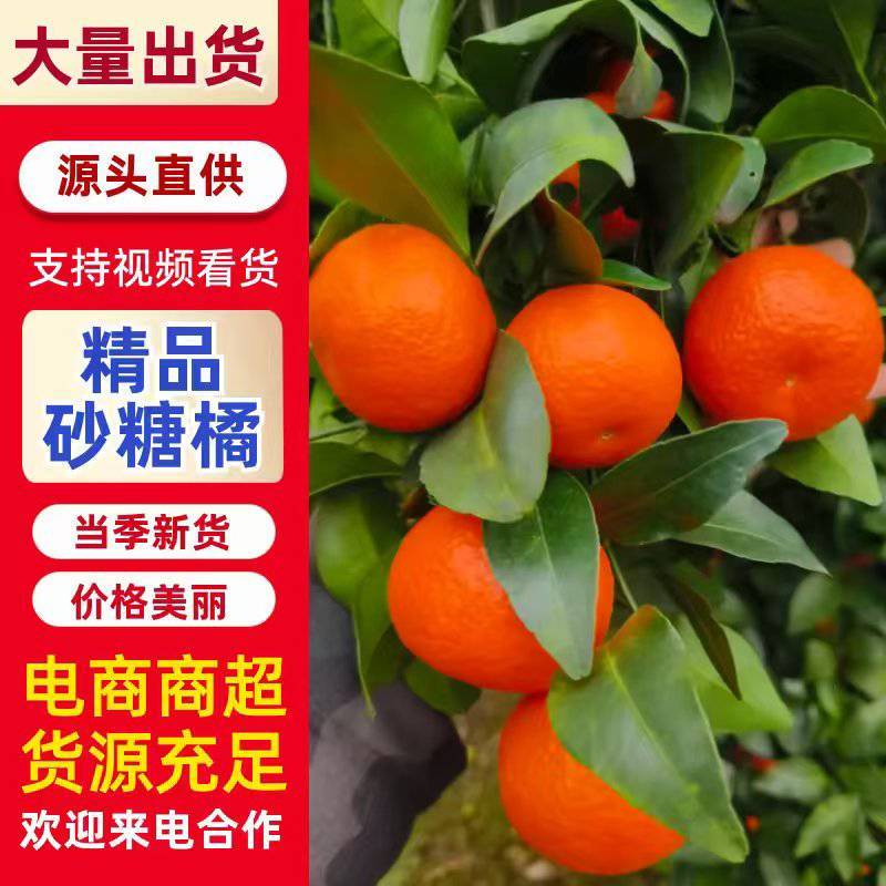 正宗沙糖桔，原产地发货，新鲜采摘，产地直发，质量保证