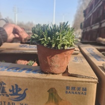 薰衣草