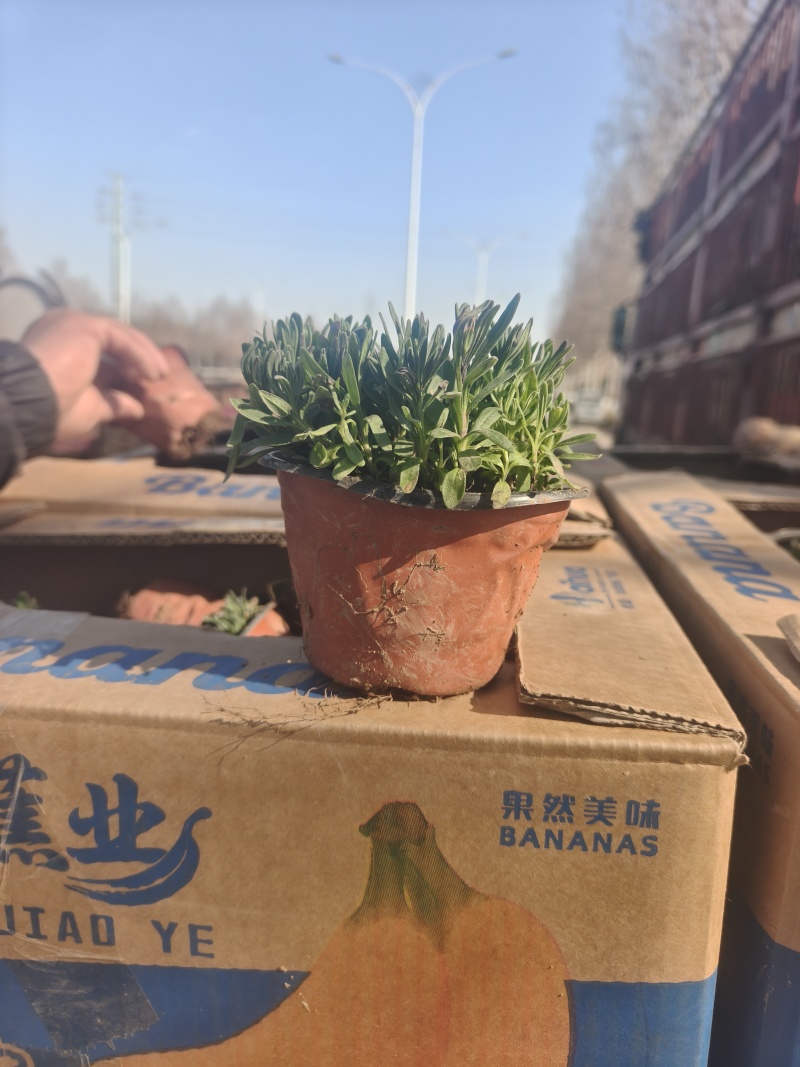薰衣草