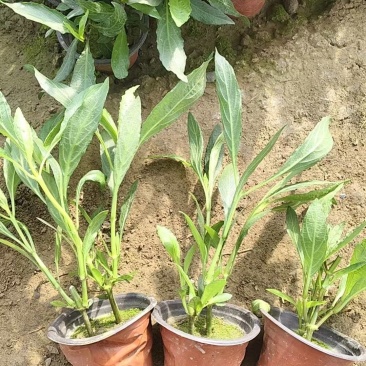翠芦莉