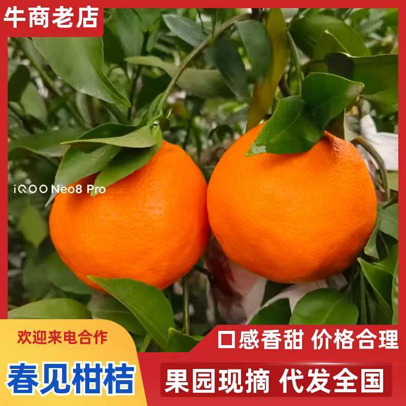 四川耙耙柑，产地直发，新鲜采摘，质量保证，诚信经营，