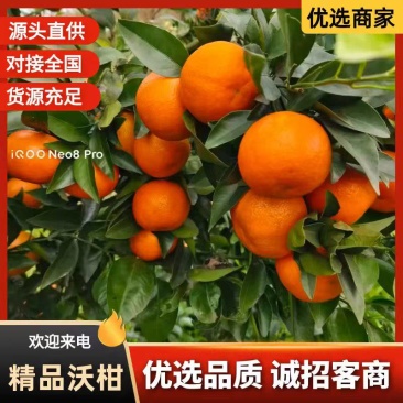 精品沃柑，产地直发，新鲜采摘，质量保证，诚信经营，