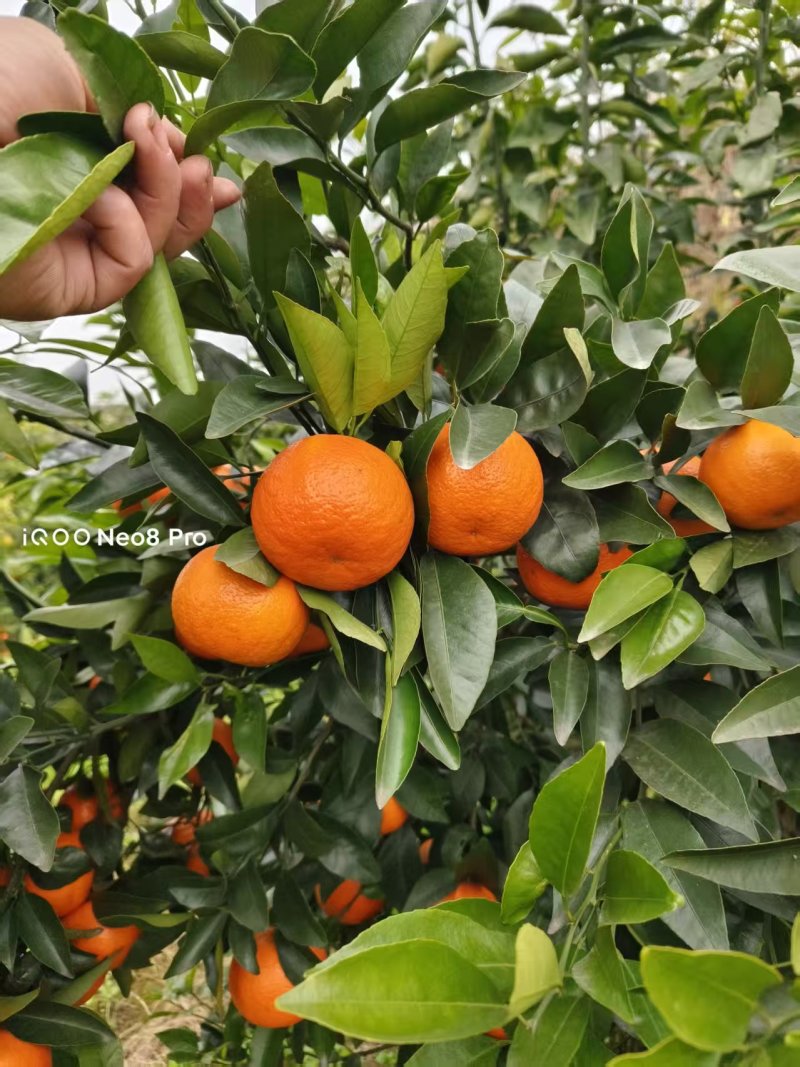 精品沃柑，产地直发，新鲜采摘，质量保证，诚信经营，