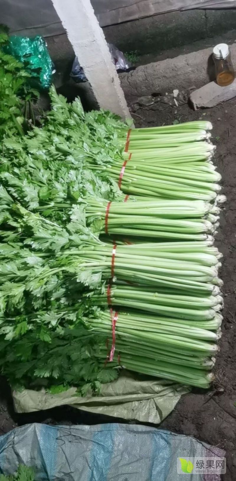 无丝西芹