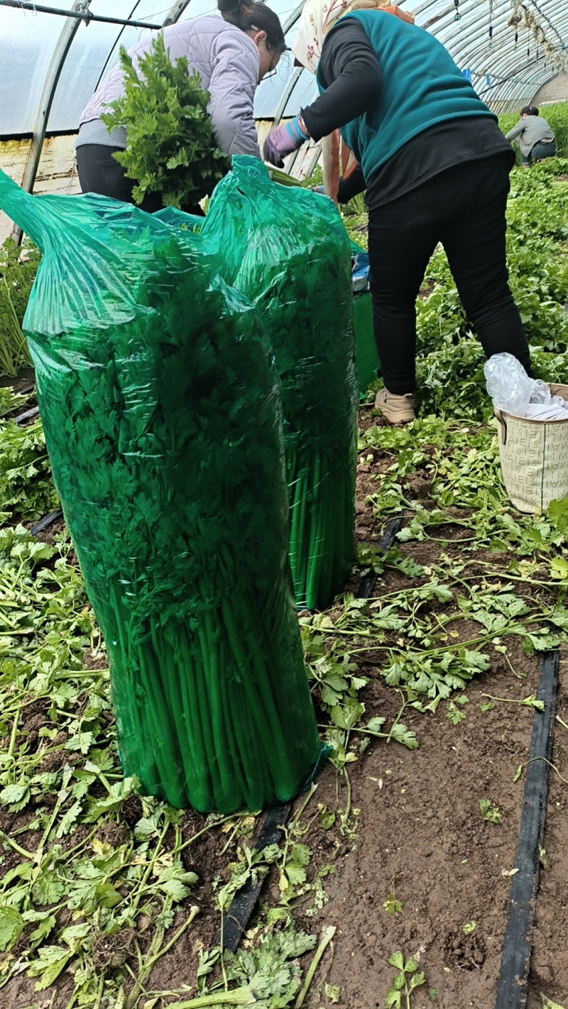 西芹