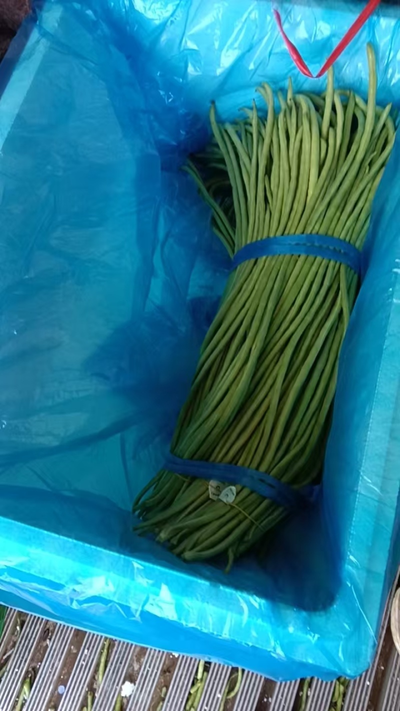 青条豆角鲜嫩翠绿肉质紧实耐储运品质保证欢迎咨询