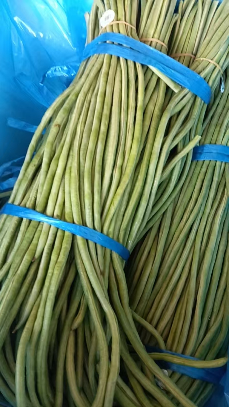 青条豆角鲜嫩翠绿肉质紧实耐储运品质保证欢迎咨询