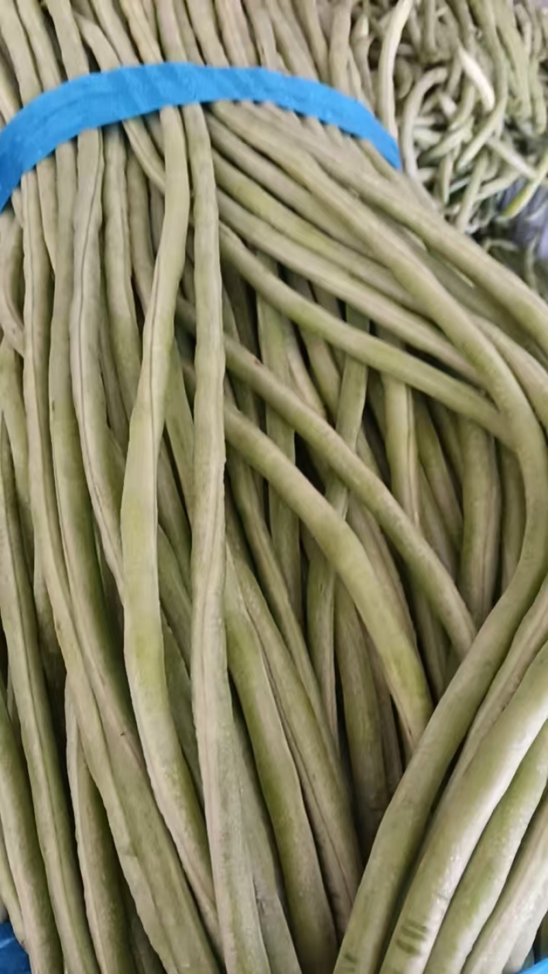 青条豆角鲜嫩翠绿肉质紧实耐储运品质保证欢迎咨询