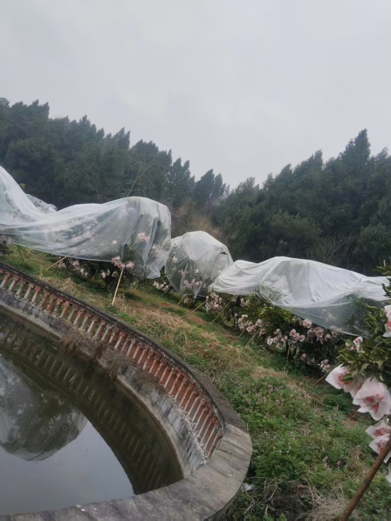 正宗四川眉山仁寿县春见耙耙柑，欢迎老板们来采购