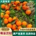 【精选】广西沃柑现摘现发一手货源甜度高水分足