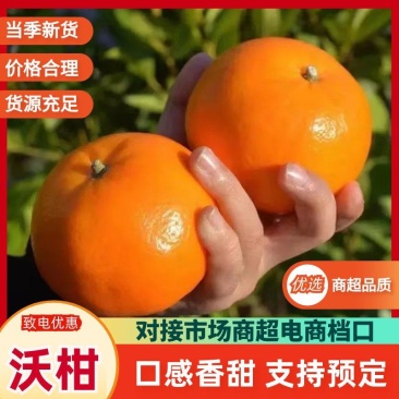 【实力】广西正宗精品沃柑产地直发对接电商商超供应链
