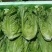 新鲜采摘意大利生菜脆嫩爽口货源充足欢迎来电咨询