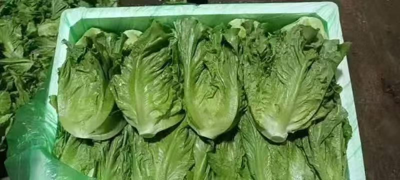 新鲜采摘意大利生菜脆嫩爽口货源充足欢迎来电咨询