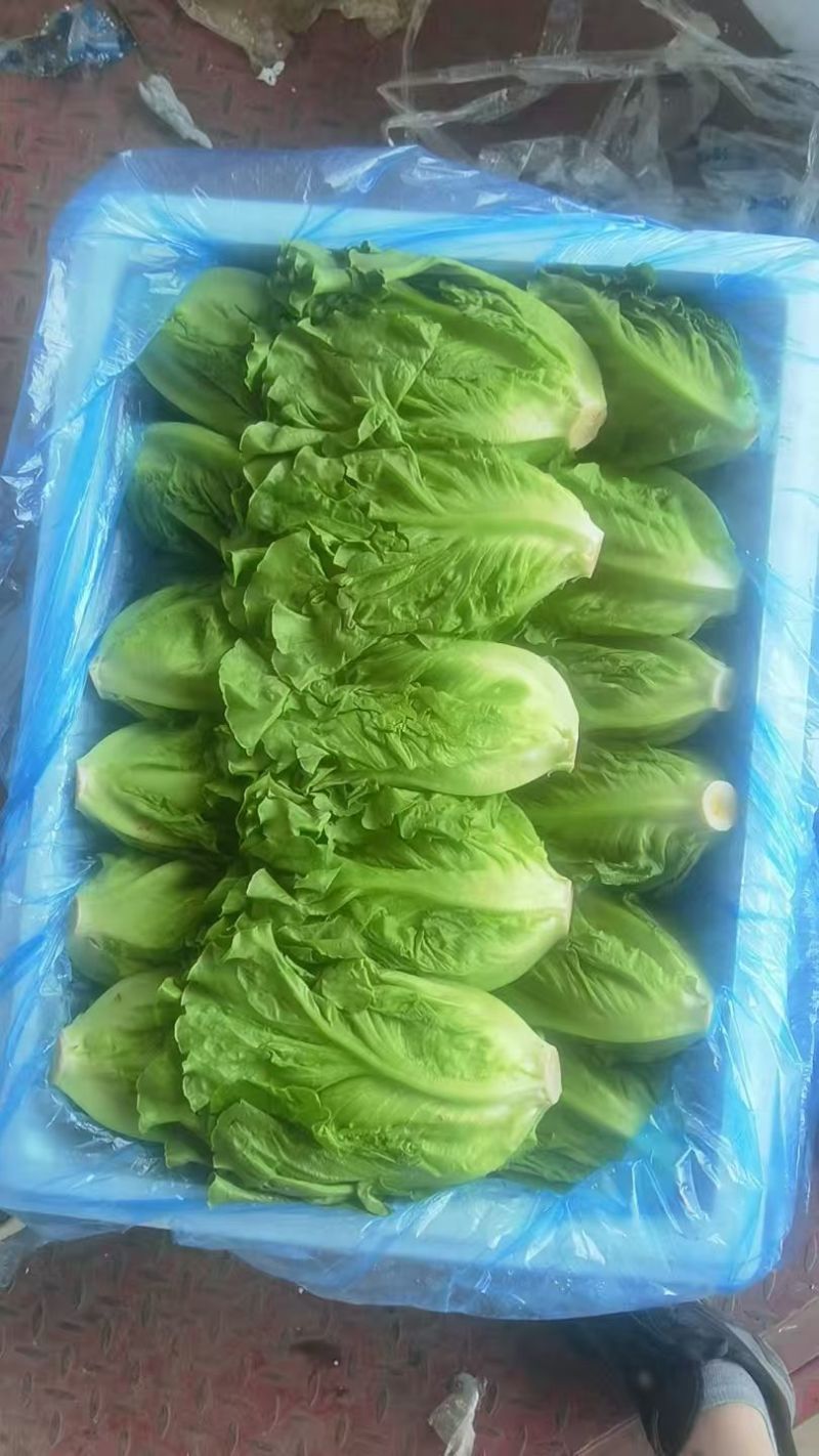 新鲜采摘意大利生菜脆嫩爽口货源充足欢迎来电咨询