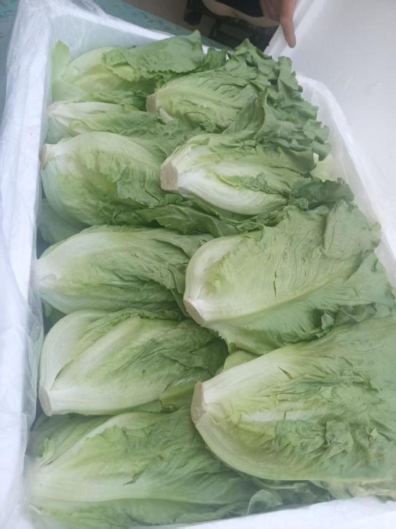 新鲜采摘意大利生菜脆嫩爽口货源充足欢迎来电咨询