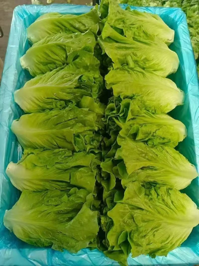 新鲜采摘意大利生菜脆嫩爽口货源充足欢迎来电咨询