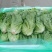 新鲜采摘意大利生菜脆嫩爽口货源充足欢迎来电咨询