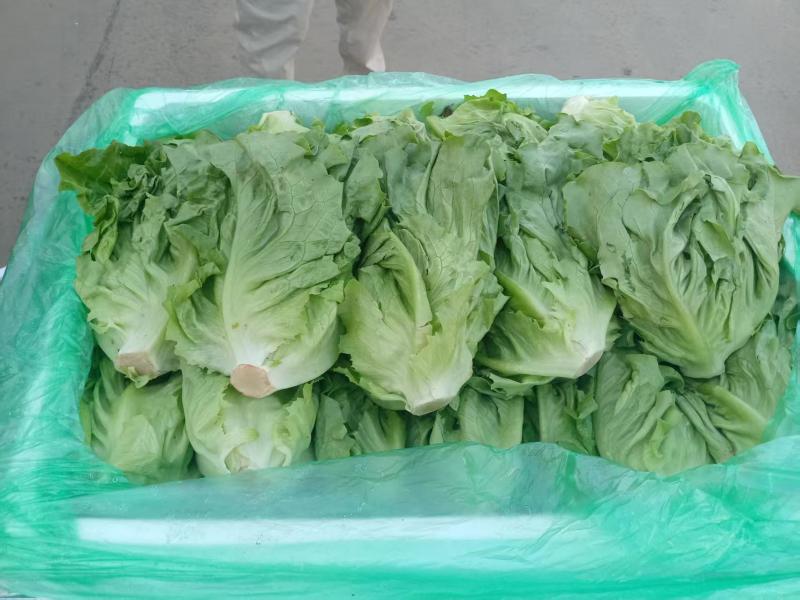 新鲜采摘意大利生菜脆嫩爽口货源充足欢迎来电咨询