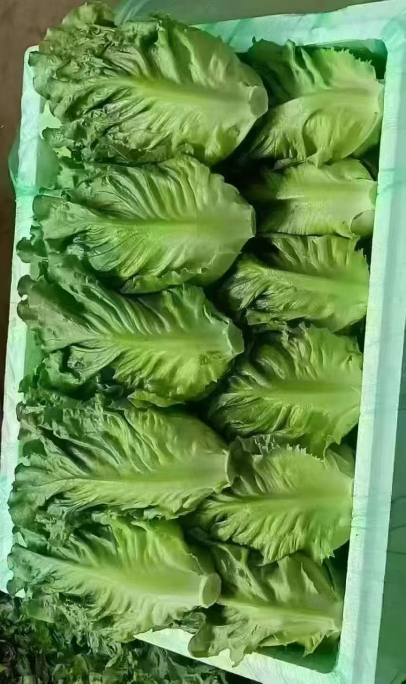 新鲜采摘意大利生菜脆嫩爽口货源充足欢迎来电咨询