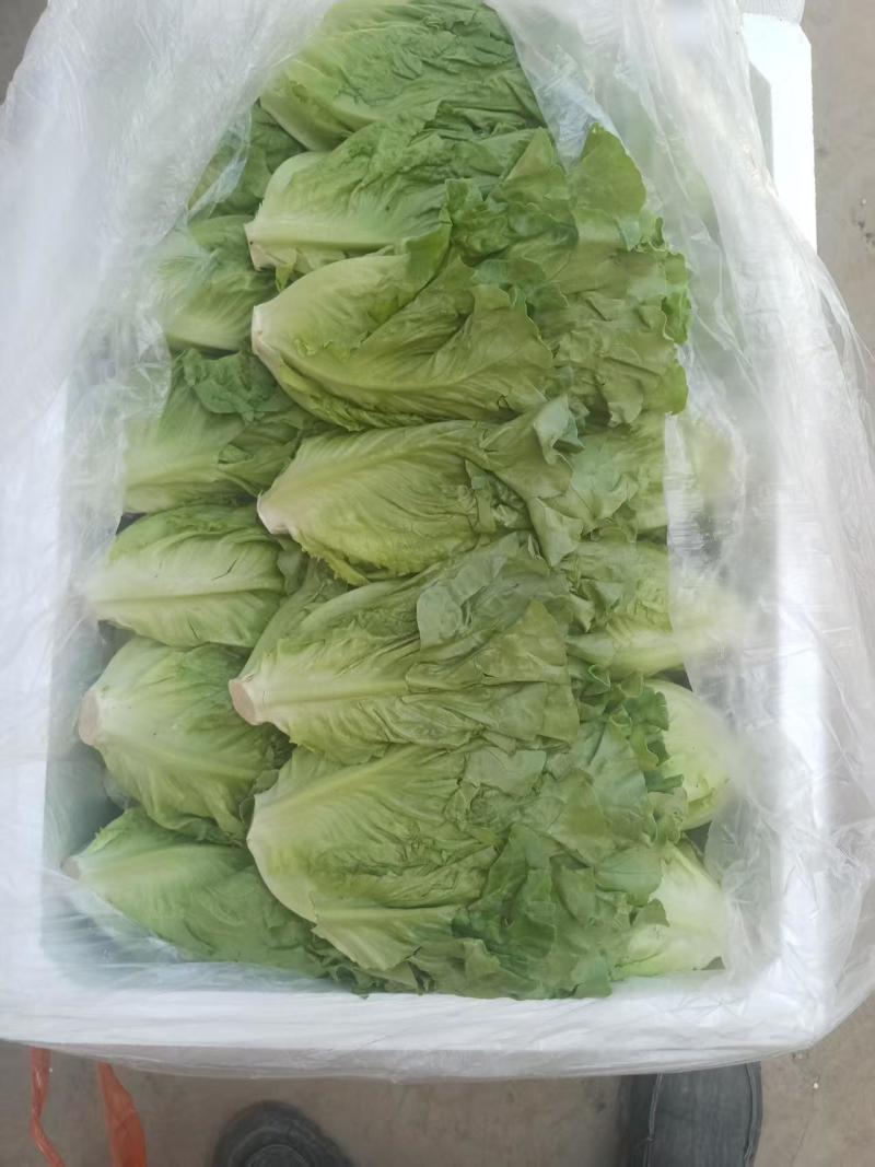 新鲜采摘意大利生菜脆嫩爽口货源充足欢迎来电咨询