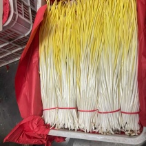 山东头茬蒜黄，新鲜现割，产地货源，50到60厘米现割的