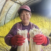 山东产地精品蒜黄大量上市对接各大电商市场