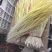 山东产地精品蒜黄大量上市对接各大电商市场