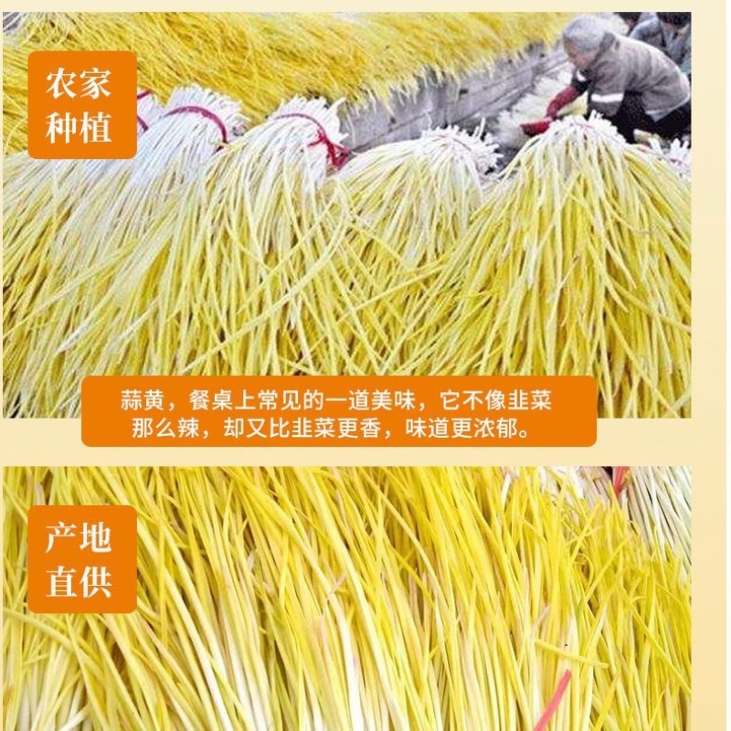 山东产地精品蒜黄大量上市对接各大电商市场