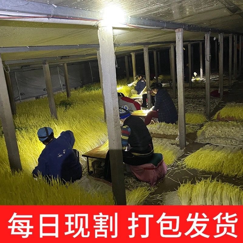 山东产地精品蒜黄大量上市对接各大电商市场
