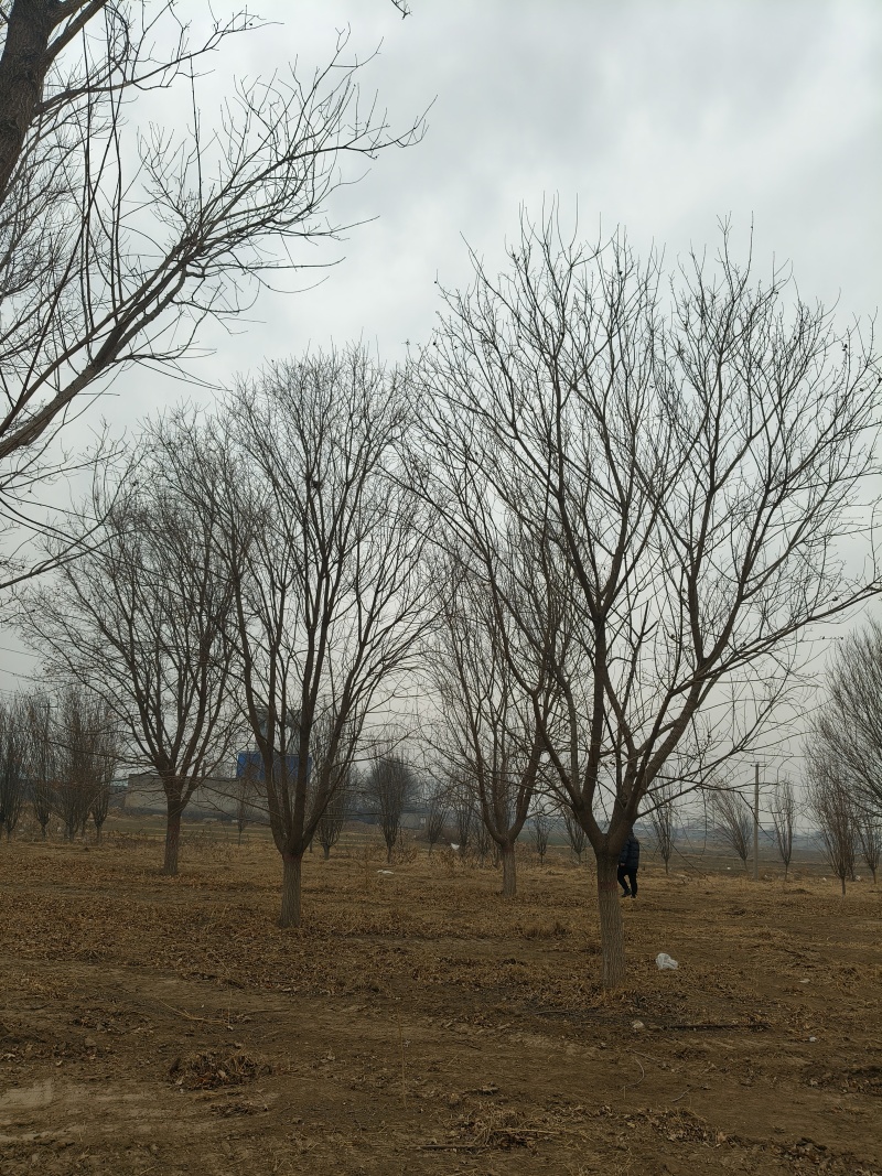 五角枫