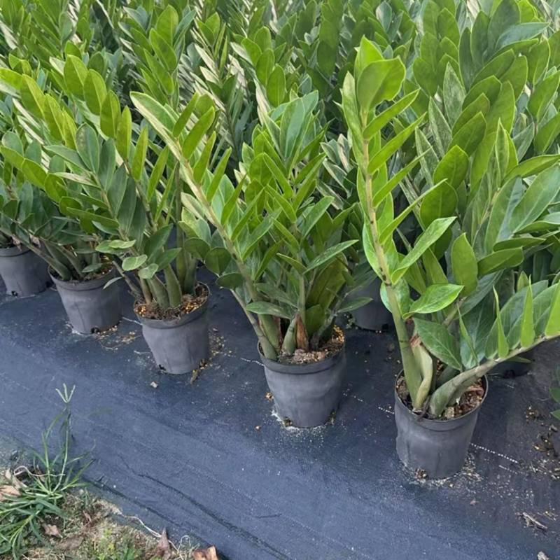 金钱树雪铁芋育苗盆室内绿植招财寓意好净化空气