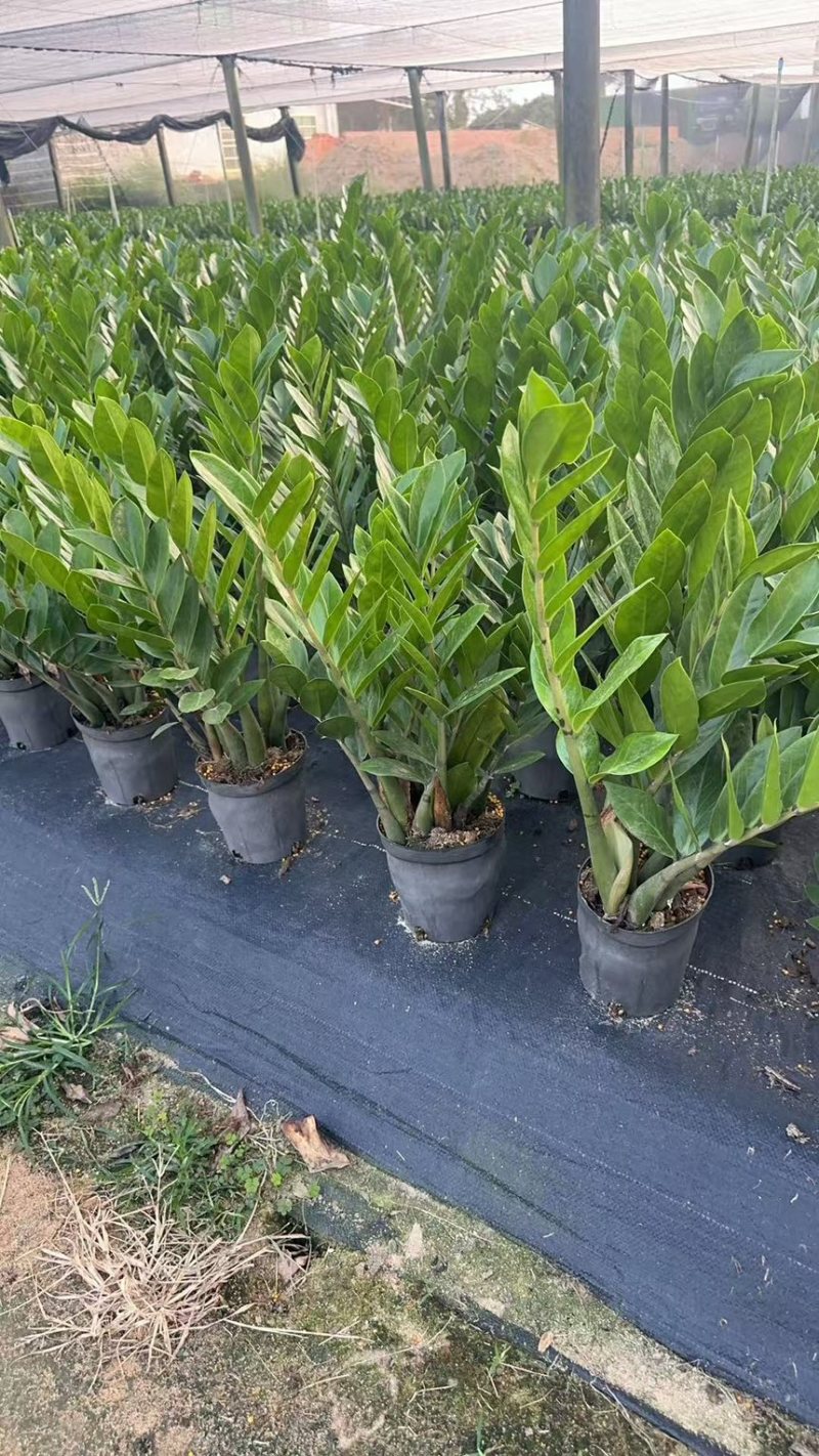 金钱树雪铁芋育苗盆室内绿植招财寓意好净化空气