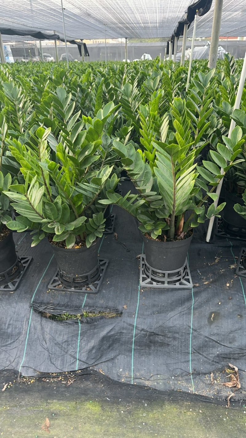金钱树雪铁芋育苗盆室内绿植招财寓意好净化空气