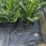 金钱树雪铁芋育苗盆室内绿植招财寓意好净化空气